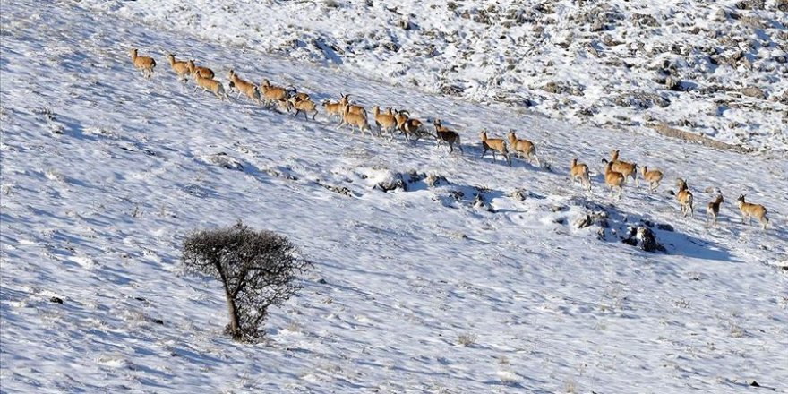 'Anadolu cerenleri' yarım asırdır özenle korunuyor