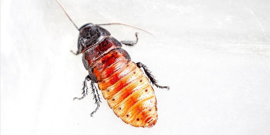 Hamam böceğinin tanesi 10 liradan alıcı buluyor