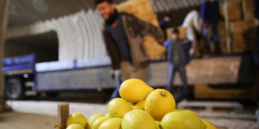 Limon ağacı bulunmayan beldeden yılda 4 milyon sandık limon pazara sürülüyor