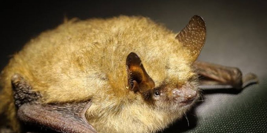 Çin'de yayılan virüsün sebebi yarasa çorbası mı?