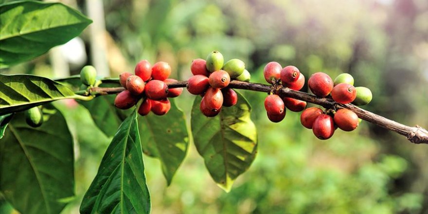 Antalya'da kahve ağacı yetiştirilecek