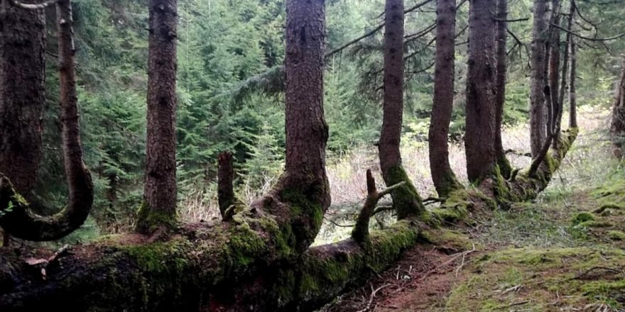 Subhanallah! Gövdesinden 17 ağaç yetişen 300 yıllık ladin ağacı