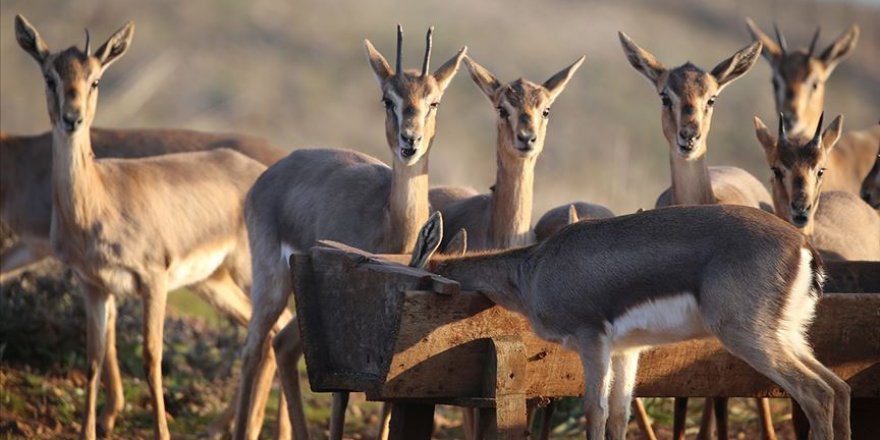 Hatay'da 'gazella gazella' popülasyonunda artış