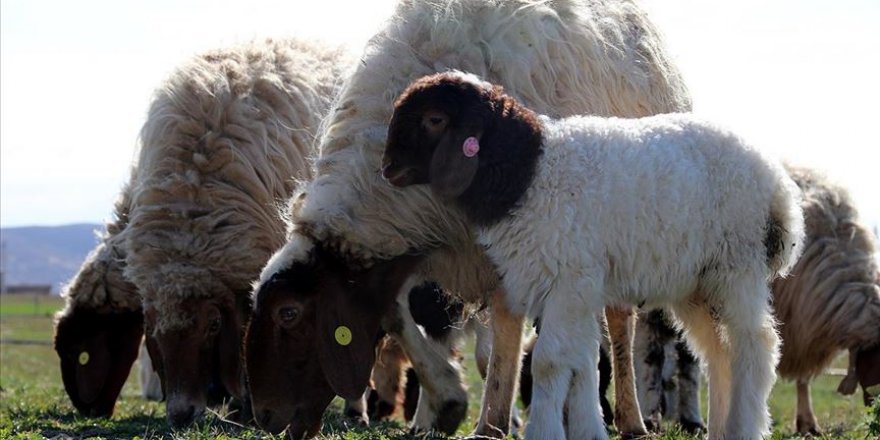 'Elit' kuzular özenle büyütülüyor