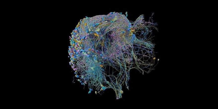 Beynin konum bilgisi lazerle şaşırtıldı