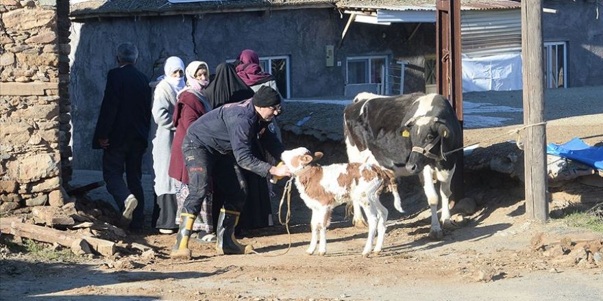Veteriner hekimler deprem bölgesindeki hayvanları ücretsiz tedavi edecek