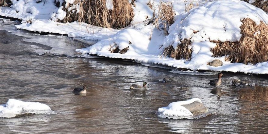 Dondurucu soğuğa rağmen su kuşları göç etmedi