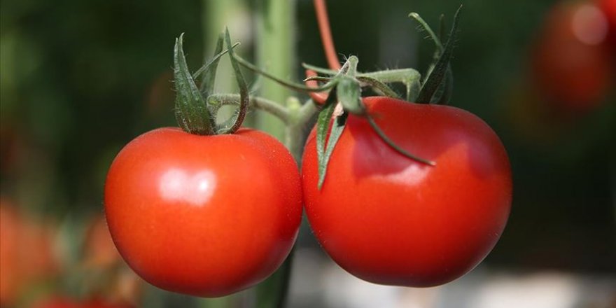 Rusya'ya domates ihracatı 2019'da yüzde 186 arttı