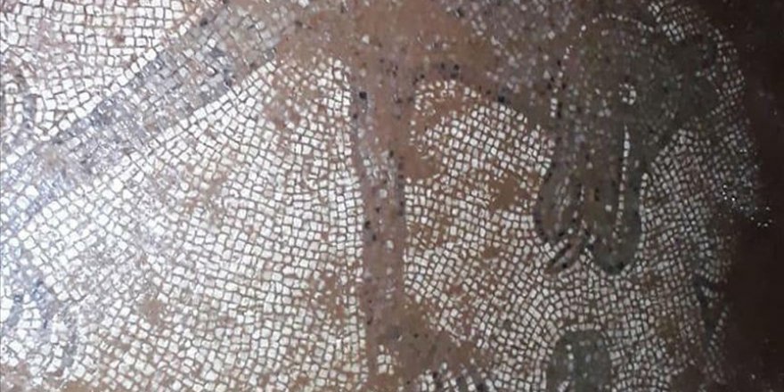 Şanlıurfa'da izinsiz kazıda Roma dönemine ait mozaikler ortaya çıktı