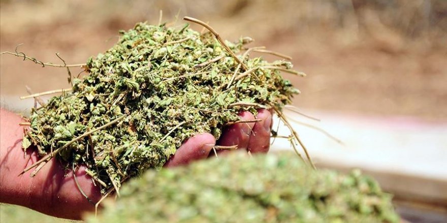 Denizli kekik üretiminde birinci sırada yer aldı