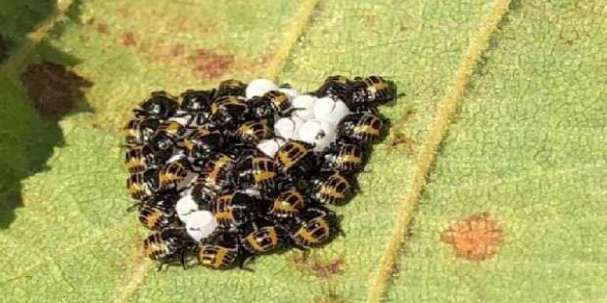 Karadeniz'de hızla yayılıyor! 1 milyar dolar zarar var