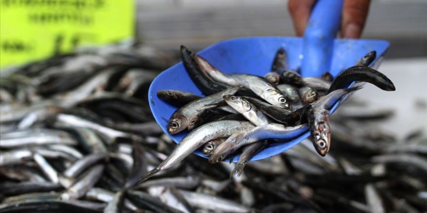 Karadeniz'de balıkçıların yüzünü hamsi güldürdü
