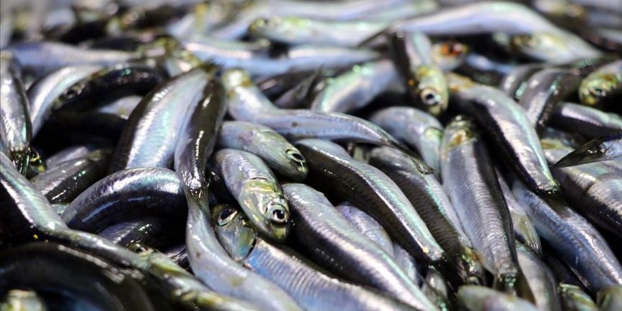 İstanbul'da 2019'da en çok tüketilen balık hamsi oldu