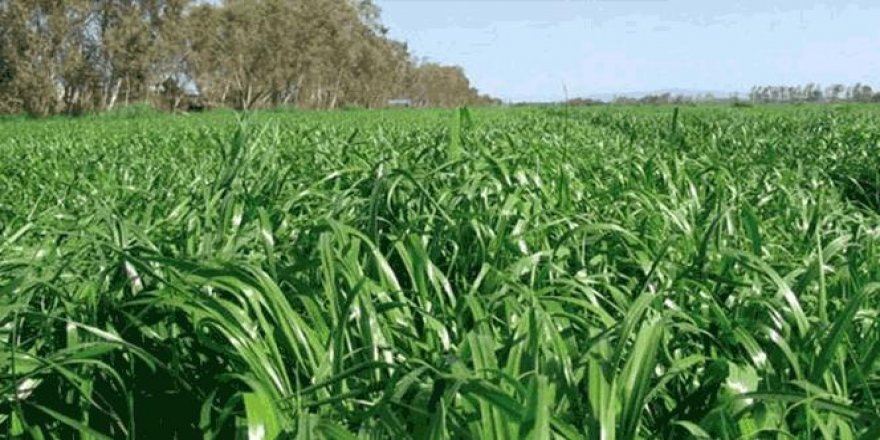 Aydın'da 10 bin çiftçiye 33 milyonluk yem bitkisi desteği