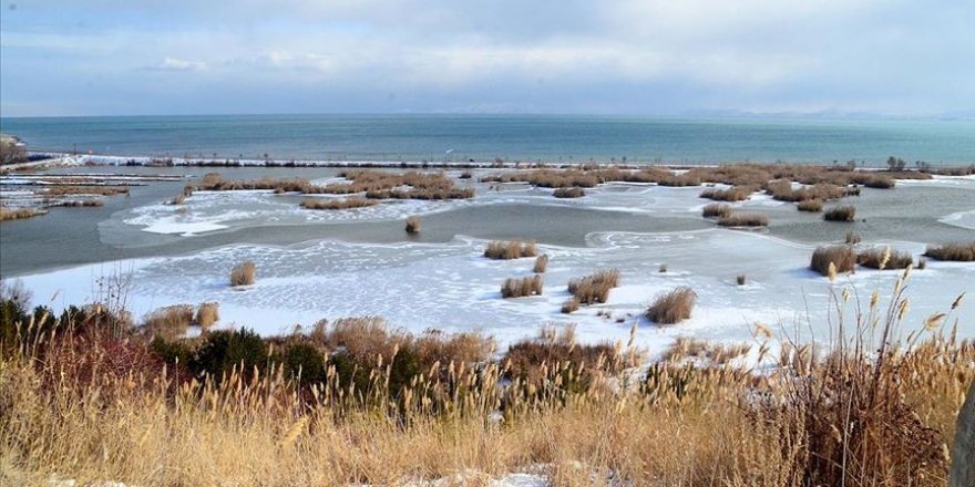 Van Gölü havzası kışın binlerce kuşa ev sahipliği yapıyor
