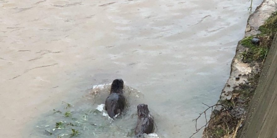 Nesli tükenme tehlikesi altında bulunan ‘Su samuru' Giresun'da görüntülendi