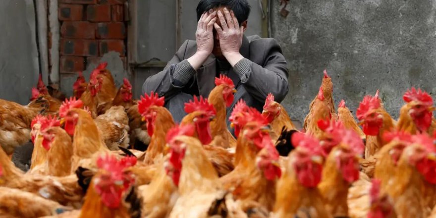 Çin'de koronavirüs salgınından sonra şimdi de kuş gribi salgını başladı