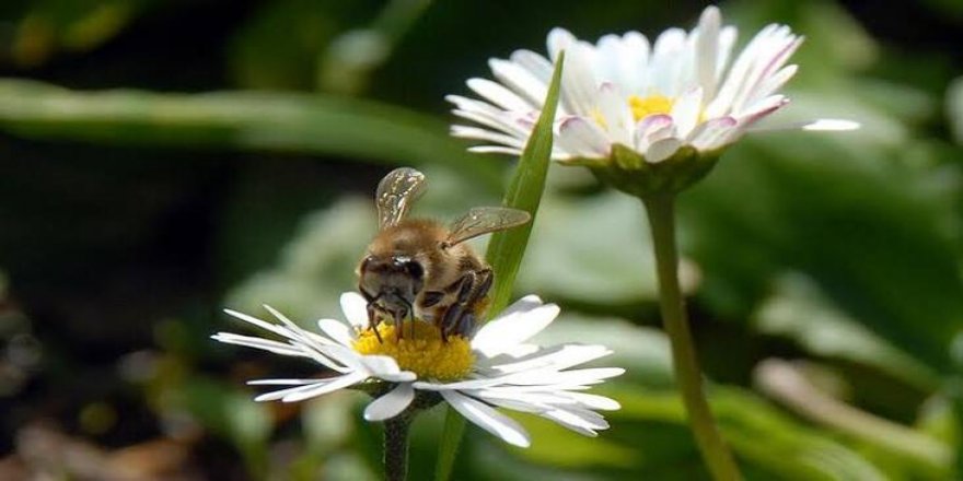 İlk cemre ne zaman düşecek?