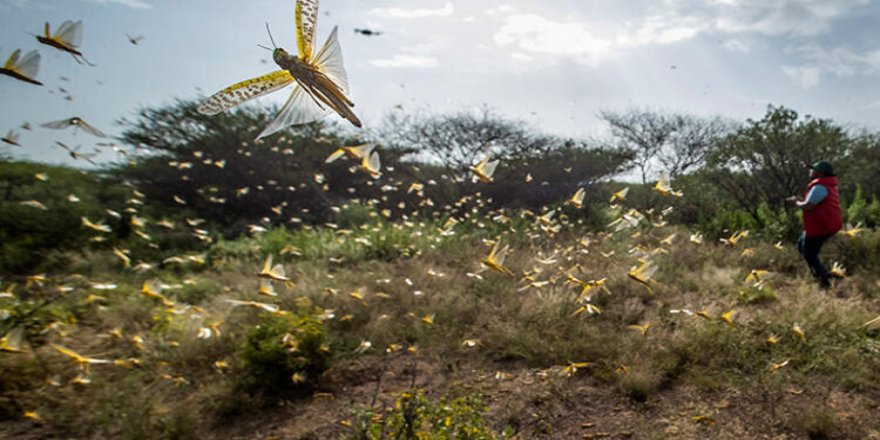 İstila ettiler! Acil durum ilan edildi!