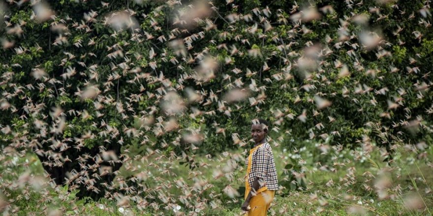 Somali’de çekirge istilası nedeniyle acil durum ilan edildi