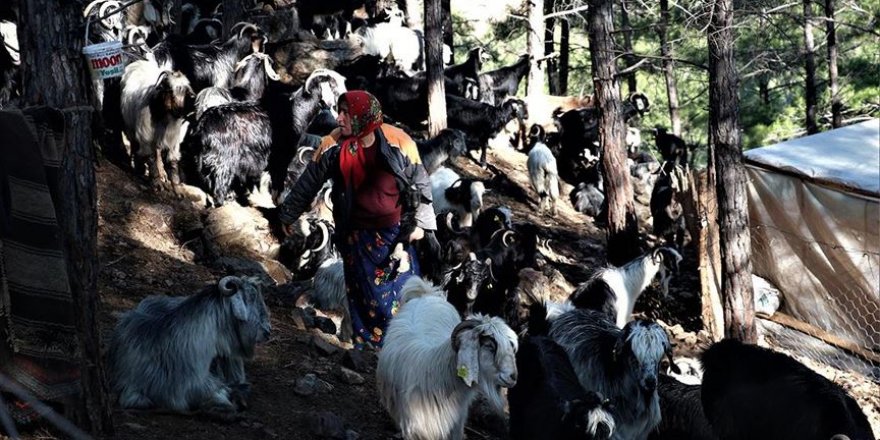 Sarıkeçili Yörükleri 'en değerli varlıklarını' depremzedeler için bağışladı