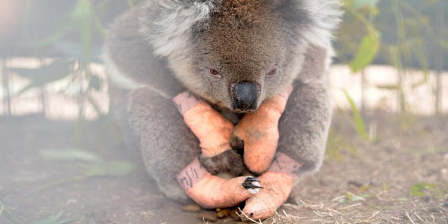 Avustralya'da yeni vahşet: Kereste için koala öldürüyorlar