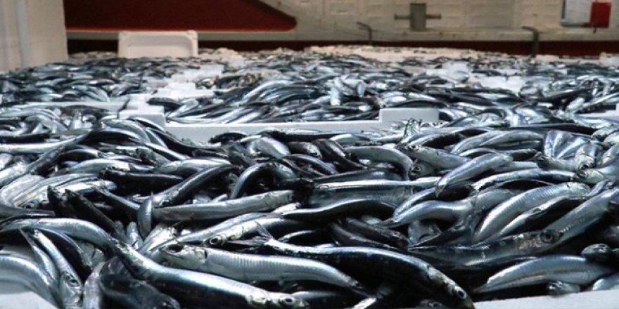 Denize açılan balıkçılar 60 ton hamsiyle döndü