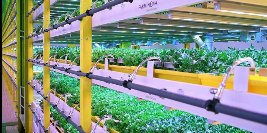 Bitki fabrikalarıyla tarım ürün fiyatları istikrar kazanacak