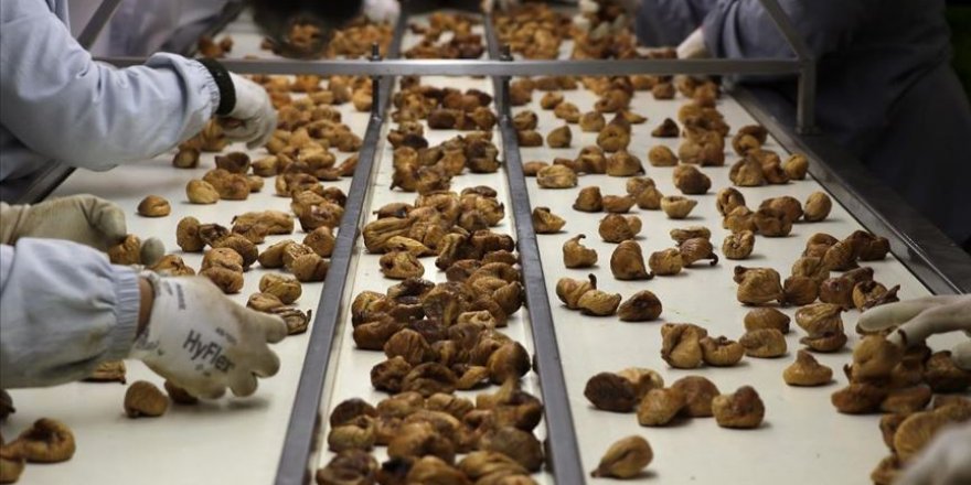 Kuru incir ihracatı yüz güldürüyor