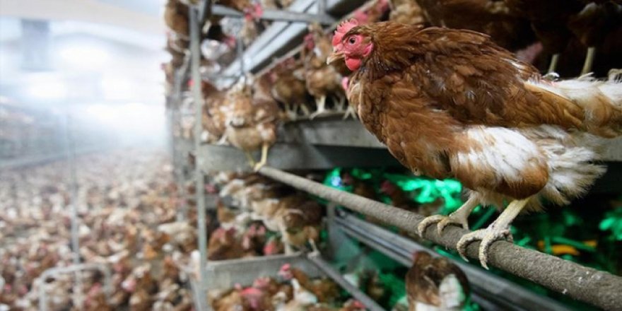 Endonezya Çin'den canlı hayvan ithalatını durdurdu