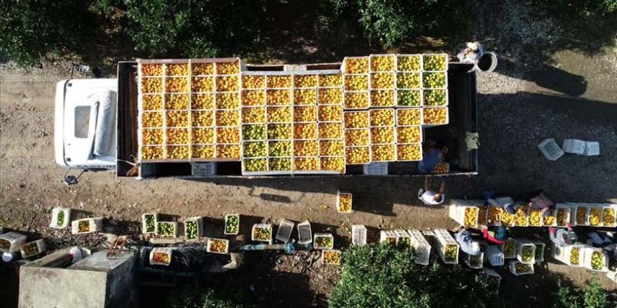 Rusya'nın Çin sınırını kapatması Türk meyve ve sebze ihracatına yarayacak