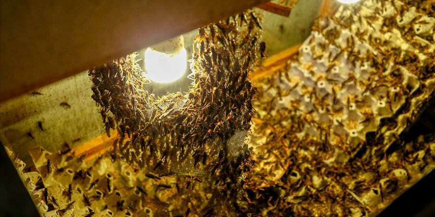Kurduğu tesisle yılda 1 milyon çekirge ihraç ediyor