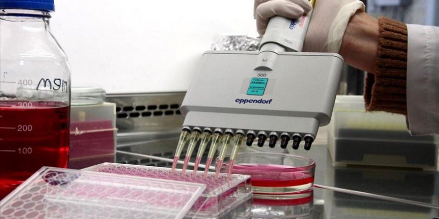 Sığırlarda 'Afrika hastalığı'na karşı yerli aşı geliştirildi