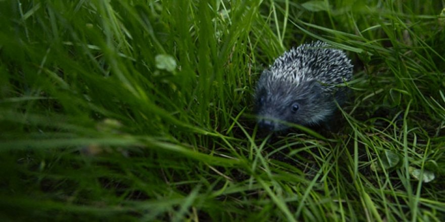 Kirpi avcısı 5 kişiye 15 bin 265 lira para cezası