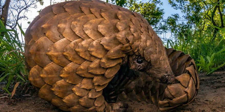 Pangolin nedir, nerede yaşar?