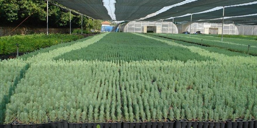 Geçen yıl 10,5 milyon fidan bedelsiz dağıtıldı