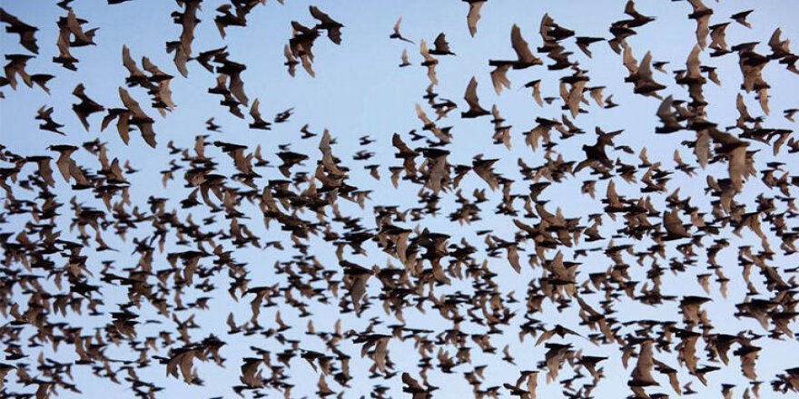 Yine Avustralya! Şimdi de yarasa istilasına uğradılar