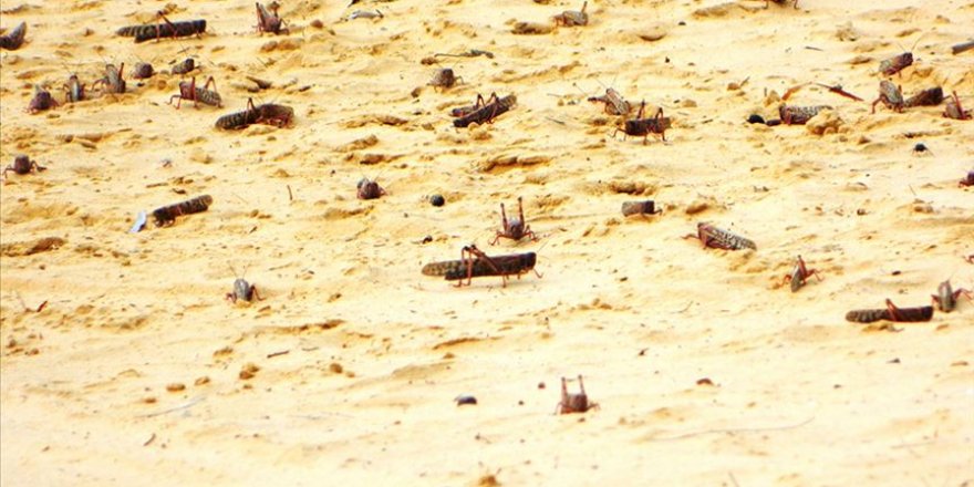 Doğu Afrika'nın çekirgelerle imtihanı