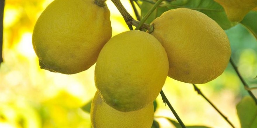 Limonda verim düştü fiyat arttı