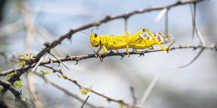 Doğu Afrika’yı istila eden çekirgeler insanları aç bırakacak