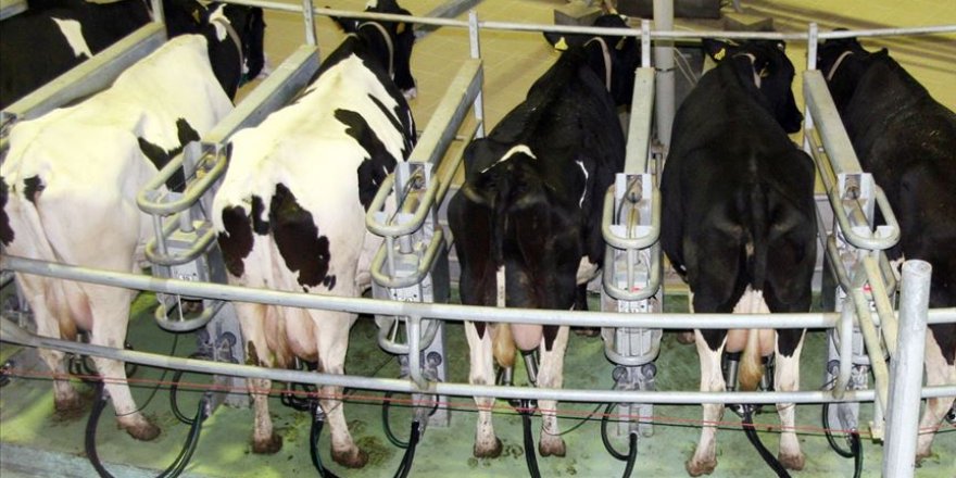 Toplanan inek sütü miktarı aralıkta arttı