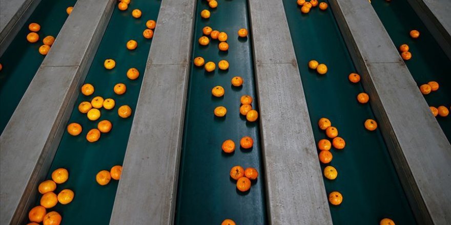 Rusya'ya en çok mandarin ihraç edildi