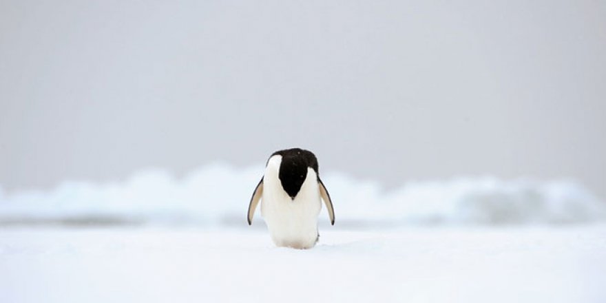 Antarktika'da sıcaklık 20.7 dereceye yükselerek rekor kırdı