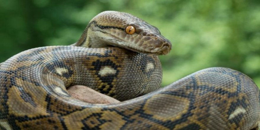 Yılanlar, kurbağa kıtlığı nedeniyle açlıktan ölüyor