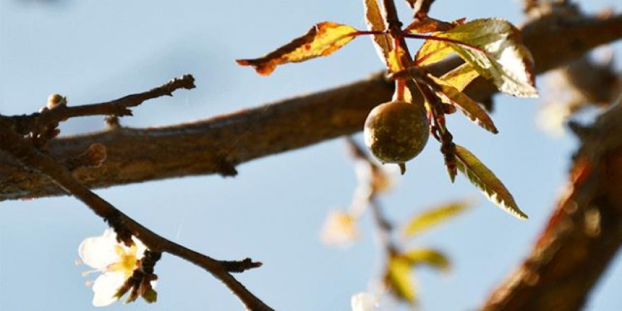 Manisa'da çiçek açan ağaçlar meyve vermeye başladı