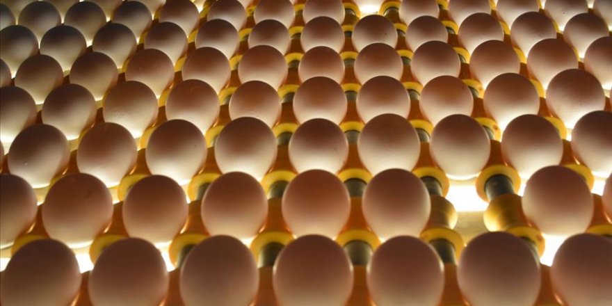 Irak'ın yumurta ithalatı yasağı Suriye ve Kuveyt'e ihracatta rekor getirdi