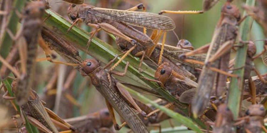 BM, Doğu Afrika'da çekirge istilası nedeniyle açlık tehlikesine karşı uyarıda bulundu