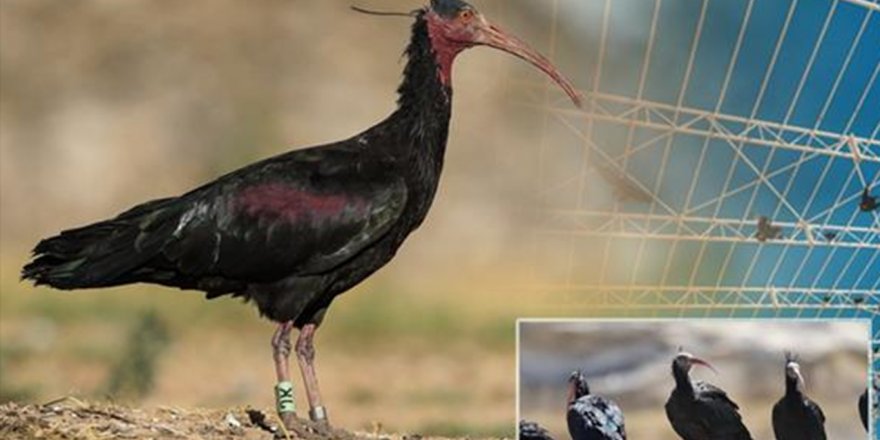 Birecik Kelaynak Üretme İstasyonunu yılda yaklaşık 100 bin kişi ziyaret ediyor