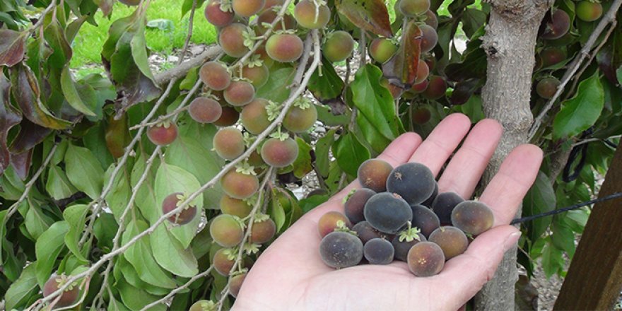 Türkiye'de ilk kez üretildi