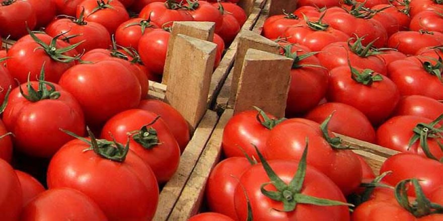 Rusya sınırında bekleyen TIR'lardaki 5 bin ton domates çöpe gidecek
